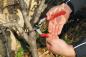 Mobile Preview: FELCO 13 Einhand Baum-, Reb-, Gartenschere | Hochleistung | Bedienung mit 1 oder 2 Händen Baumschnitt